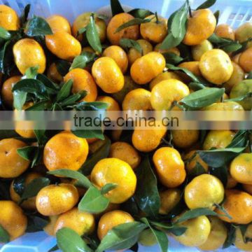 Citrus Fruit Baby Mandarin Orange With Wholesales Price