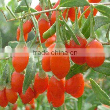 Hybrid Ningxia/Himalayan Best Quality Goji Berry Seeds For Sale For 10 years