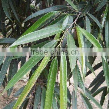 Outdoor Natural Plants Ficus Binnendijkii