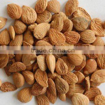 apricot kernel
