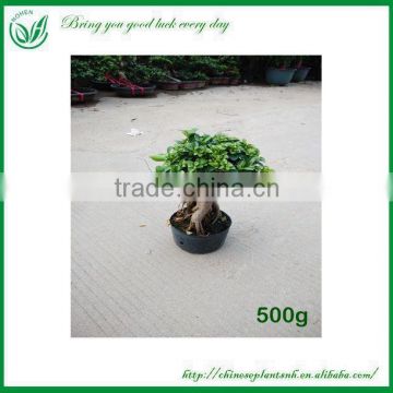 Natural Plants Ficus Ginseng Bonsai