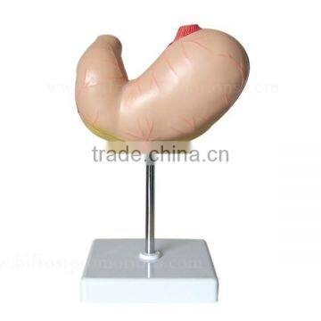 Life-Size Biological Teaching Aids Human Body Stomach Model photo-2