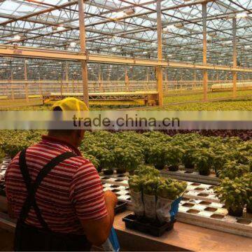 Multi span Greenhouse Agricultural Vegetable Greenhouse