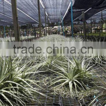 Tillandsia Air Plant photo-4
