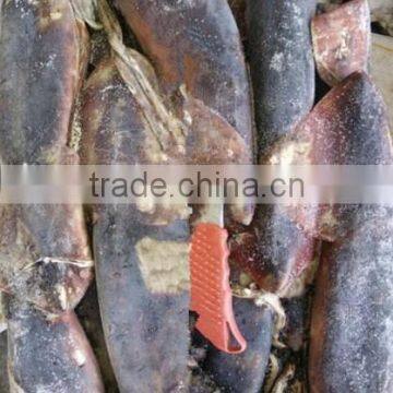 Whole Round Frozen Peru Giant Squid