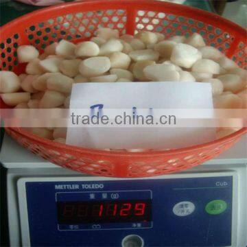 high quality frozen bay scallops(80-100)