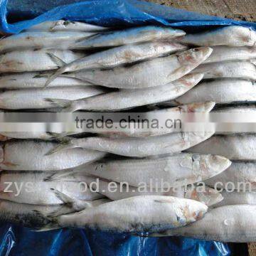 Sardinops Melanosticta Seafood Frozen Sardine photo-2