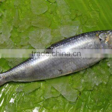 Canned Sardine Fish photo-2