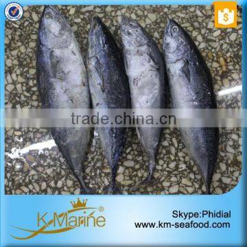 Fresh Whole Frozen Bullet Tuna photo-3