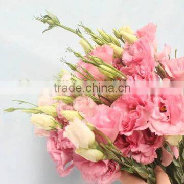 Fresh Cut Different Style Florist Lisianthus Flower Wedding Decoration Fresh Cut Eustoma Wholesale