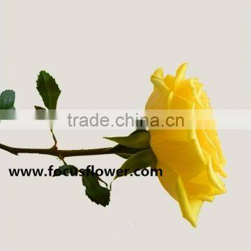 Good quality sweetheart roses valentino roses grigio rasso rose for decoration from kunming