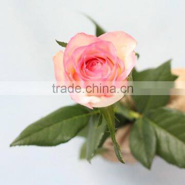 Best Quality Fresh Cut Long Stem Flower 20Stems/Bundle Rose Bouquet Wholesale From Yunnan,China