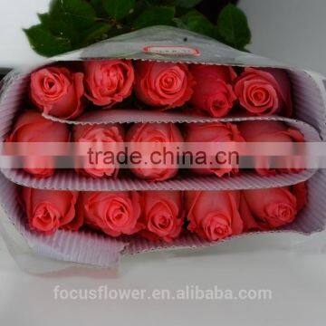 Wedding decoration flowers wholesale China fresh cut Diana Rose flowers Diana Rose for sale