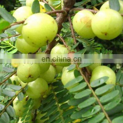Sciyu Supply Alma Phyllanthus Emblica Fruit Extract Powder photo-2