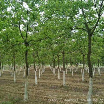 6 - Centimeter Chinese Tallow Trees, Cheap Price, Guaranteed Survival Rate photo-4
