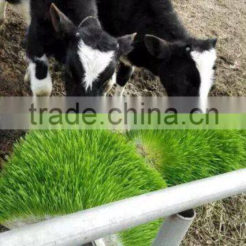 made in china automatic wheat/barley sprouting machine
