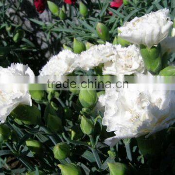 Low price Snow White various carnation cut flower