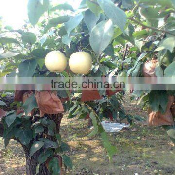 Chinese Fresh New Century Pears Price 10kg photo-3