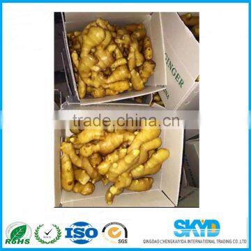 Fresh Ginger Shipping Boxes pp Corrugated Plastic Sheets