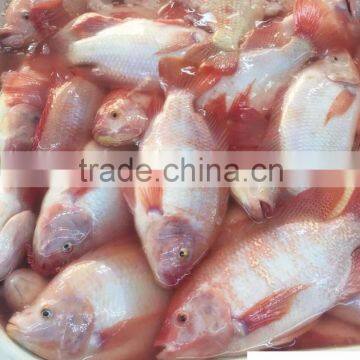 frozen red tilapia whole round