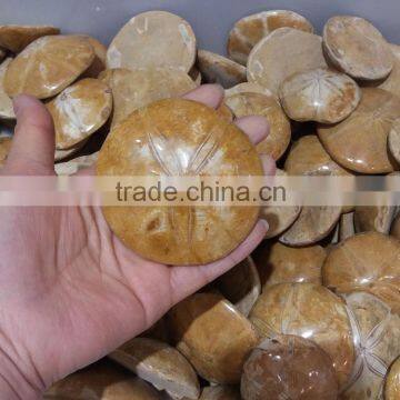 wholesale good quality beautiful natural polished Starfish Asteroid fossils