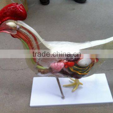 Non toxic PVC material Animal Model Rabbit anatomy model