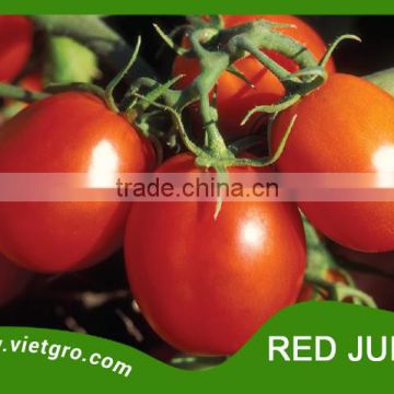 High Yield F1 Tomato Seeds - Red Juicy