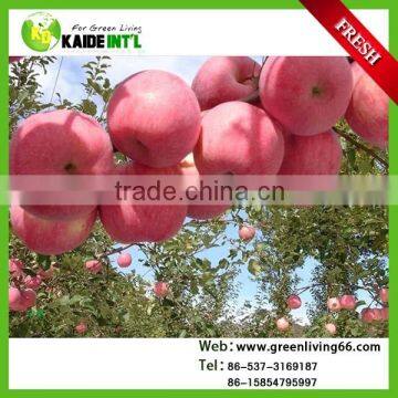 fuji fresh apple fruit