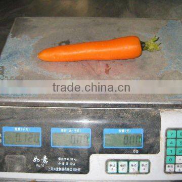 buy fresh carrot from China