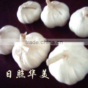 New Crop High Quality Fresh Garlic Directly Supply photo-3