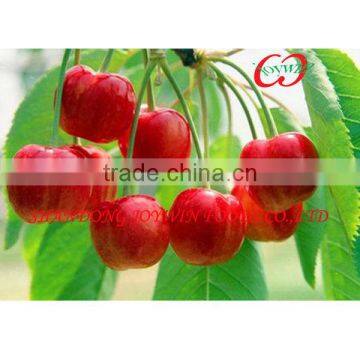 New canned cherry fruit in light syrup good quality