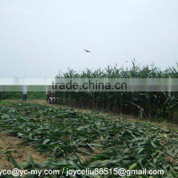 Corn Harvester With Low Prices photo-3
