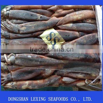 Frozen WR Illex Argentinus Squid