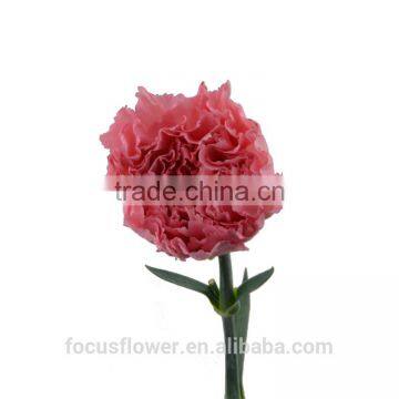 Big Muma Pink Carnation flower high grade fresh cut flowers wholesale from China supplier