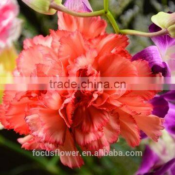 perennial flowering plant ribbon carnations from china kunming