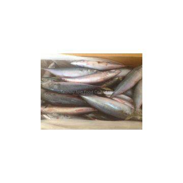 Pacific Mackerel whole round
