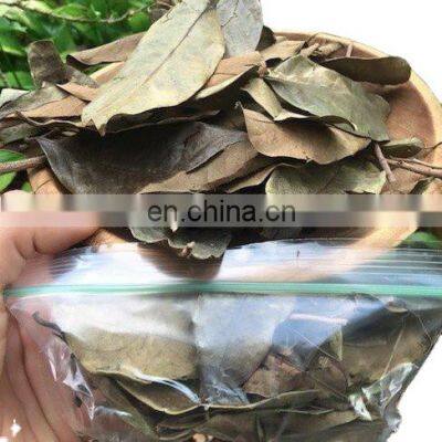 Best quality Dried soursop leaf/Graviola from Vietnam