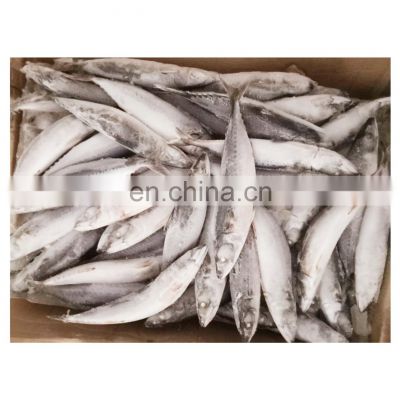 BQF packing frozen pacific mackerel for canning