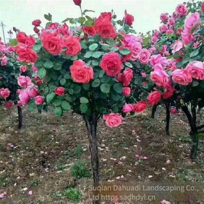 the Price of 5 - Centimeter Chinese Rose Flowers From Henan is Cheap. we Guarantee Survival and Free Shipping. photo-5