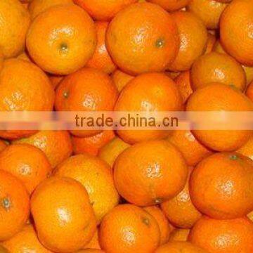 chinese fresh baby mandarin