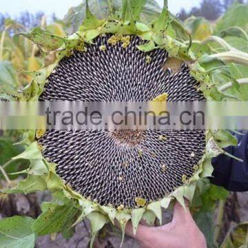 china cheap sunflower seeds for planting 1231