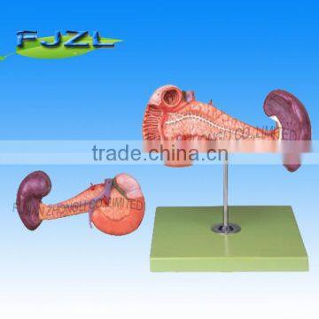 pancreas with spleen and duodenum Model