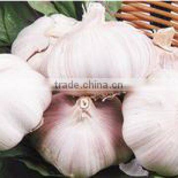 Chinese Bulk Fresh Pure White Garlic