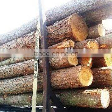 Pine or Birch Wood Logs China photo-2