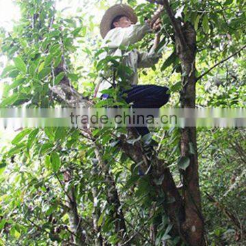OEM Service Fresh Tea of This Year New Tea Wild Rocky Tea photo-4