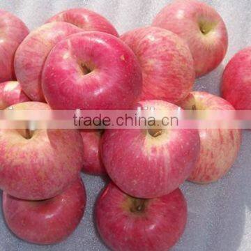 Fresh apple fuji with HOT SALE