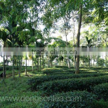 Oolong Tea - Viet Nam Jin Xuan Oolong Tea photo-5