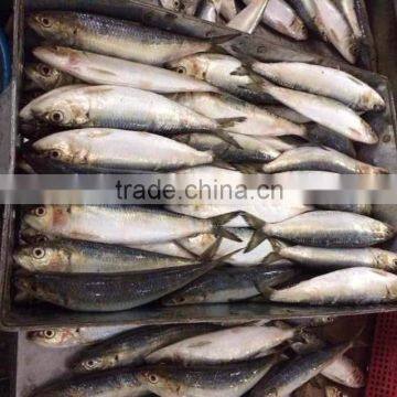 Bait Sardines From Chinese Factory