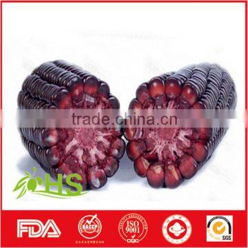 Top Quality Purple Corn for Export photo-3