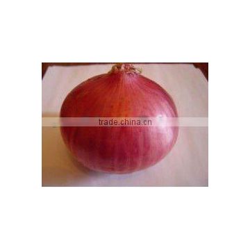 fresh red onion supplier in china